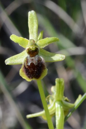 Ophrys «petite araignée»