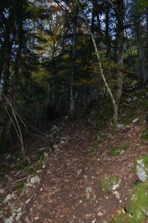 Sentier escarpé en forêt