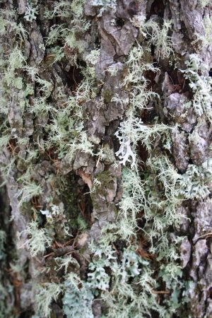 Ecorce de mélèze sous son lit de lichen