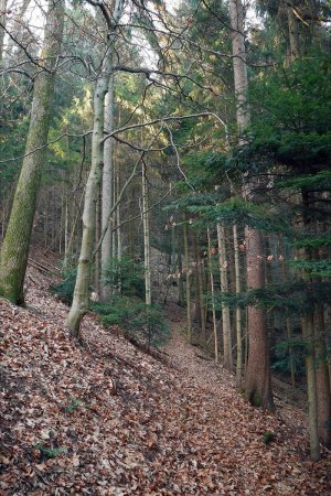 Retour en forêt pour monter au carrefour de «Grüner Wasen».