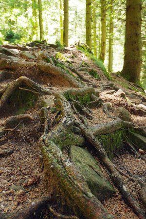 Fin joli sentier, avec des rochers et des racines.