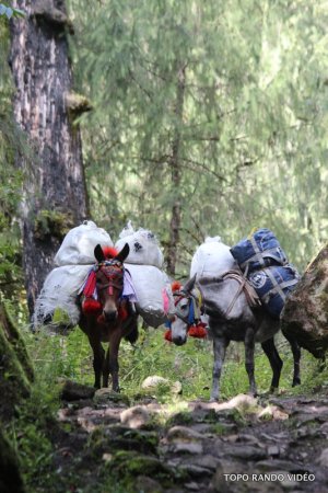 Les dernières caravanes de mules