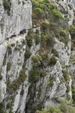 Bouquetins des Alpilles, sur une vertigineuse falaise !