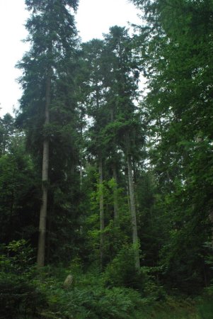 Arbres typiques de la Forêt Noire
