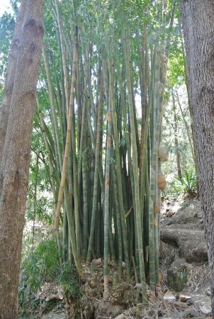 Des bambous géants : 20m , 25m ?