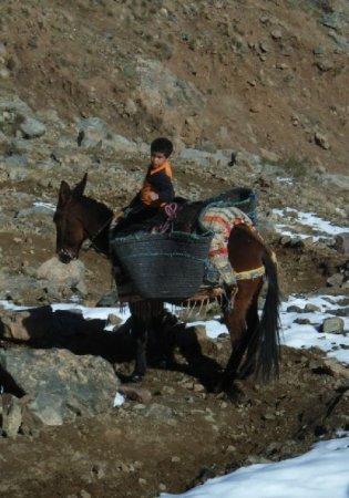Entre Aremd et Imlil, la mule est toujours très utilisée...