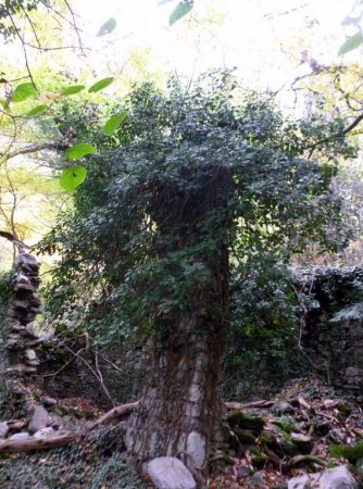 Ruine de Covarel : la nature a repris ses droits.