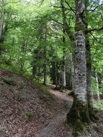 Une courte montée dans la forêt pour atteindre le mont Jovet.