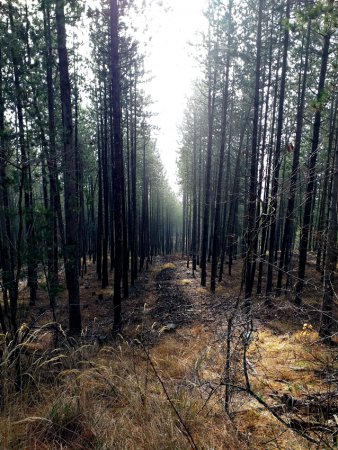 Forêt sur la première partie de la randonnée