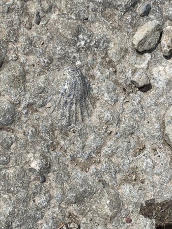 Au moins un fossile de coquillage vu !