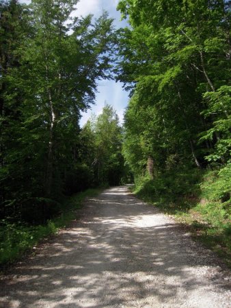 Route forestère.