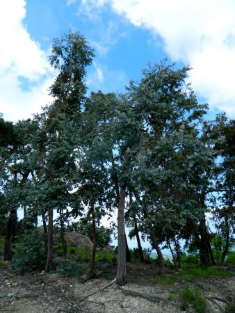 Eucalyptus.