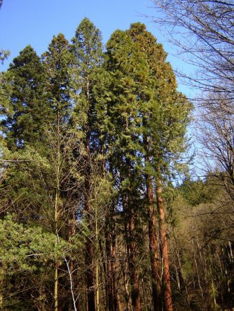 Les séquoias géants...