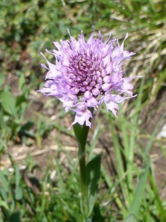 Orchis globulaire
