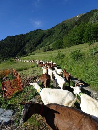 Accompagné par les chèvres