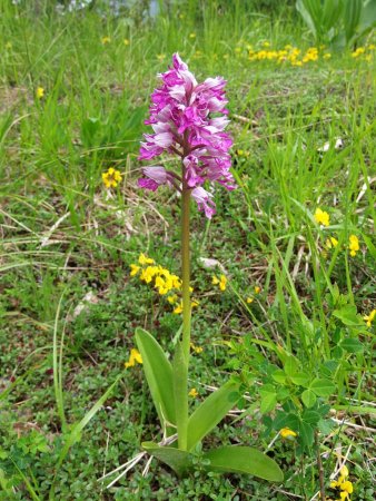 Orchis militaire.
