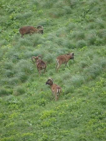 Au Puy de Cacadogne : mouflons