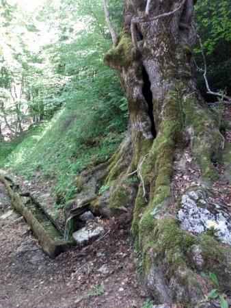 Source des Ayes au pied d’un vieux chêne.