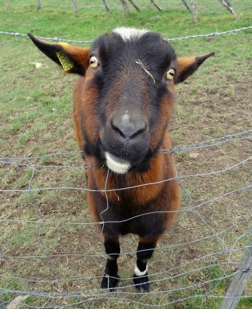 Avec leurs pupilles rectangulaires, les chèvres ont un regard étrange.