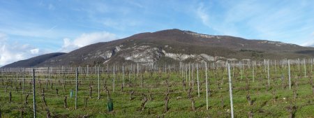 La Montagne de Tentanet depuis les vignes de Groslée