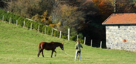 Jeune fille faisant travailler  son cheval.