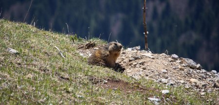 Marmotte dans l’alpage