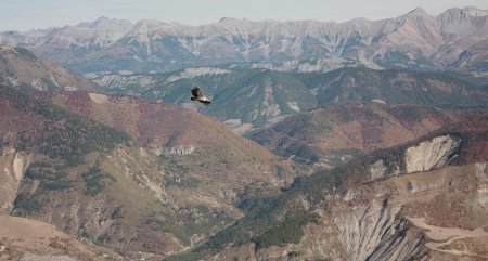 Un vautour survole la Vallée du Bès