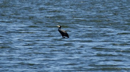 Grand cormoran sur l’étang mauve.