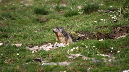 Marmotte sous le Grand Galbert
