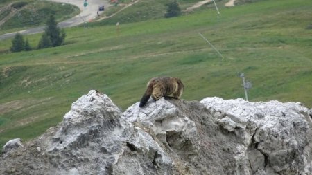 Marmotte en rejoignant les alpages