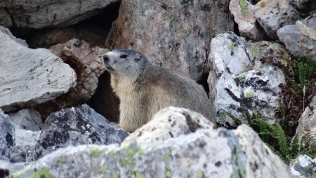 Marmotte vue sur le chemin du retour