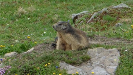 Marmotte du col