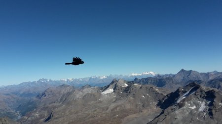 Vol de Chocard devant les sommets valaisans, la Grande Rousse et la Grivola.