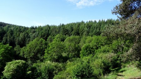 Forêt des gorges de l’Arzon.