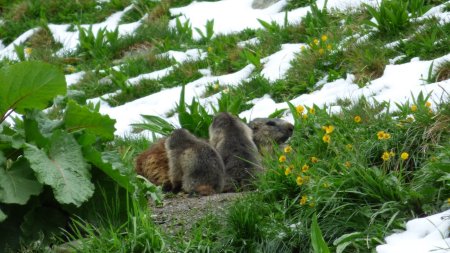 Deux marmottons avec une marmotte adulte. Apparemment, elles ne m’ont pas repéré. Merci le zoom 60x. J’ai le temps de les prendre tranquillement avant qu’elles ne me repèrent.