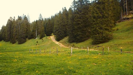 De la Combe des Amburnex, on remonte vers le Col du Marchairuz en fin de parcours.