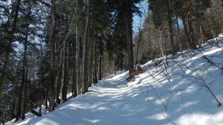 Sentier forestier du Bois de la Côte.