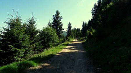 La piste forestière.