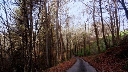 Petite route dans le bois de Bellardin.