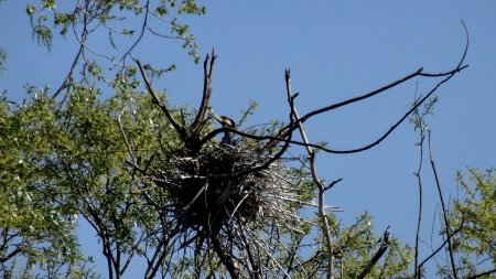 Grand cormoran au nid.