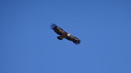 Un vautour a surveillé toute mon ascension en espérant que je me «plante».