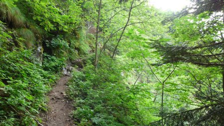 passage «délicat» en forêt