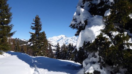Retour par la forêt, dernière vue Mont Blanc