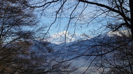 Retour en forêt (Mont Blanc)