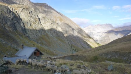 La bergerie de Chabrière et ses moutons