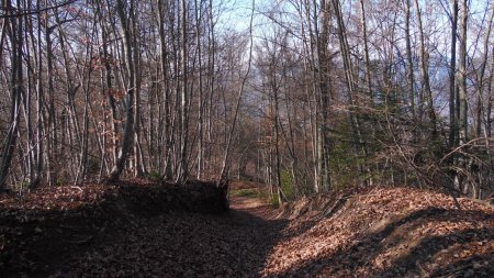 Forêt de Prémol