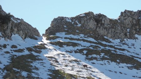 Premier rayon sur le chamois du Col de Léchaud