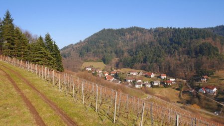 Au bord des vignes, en amont du hameau Liehenbach.