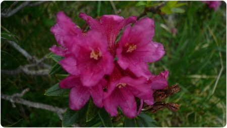 Fleur de rhododendrons.