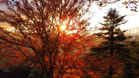 Feuilles d’automne dans les derniers rayons du soleil.
